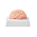 Human Brain Model Anatomy, 1:1 Life-Size 9-Part Human Brain Anatomical Model with Labels & Display Base, Detachable Brain Model for Science Research Teaching Learning Classroom Study Display