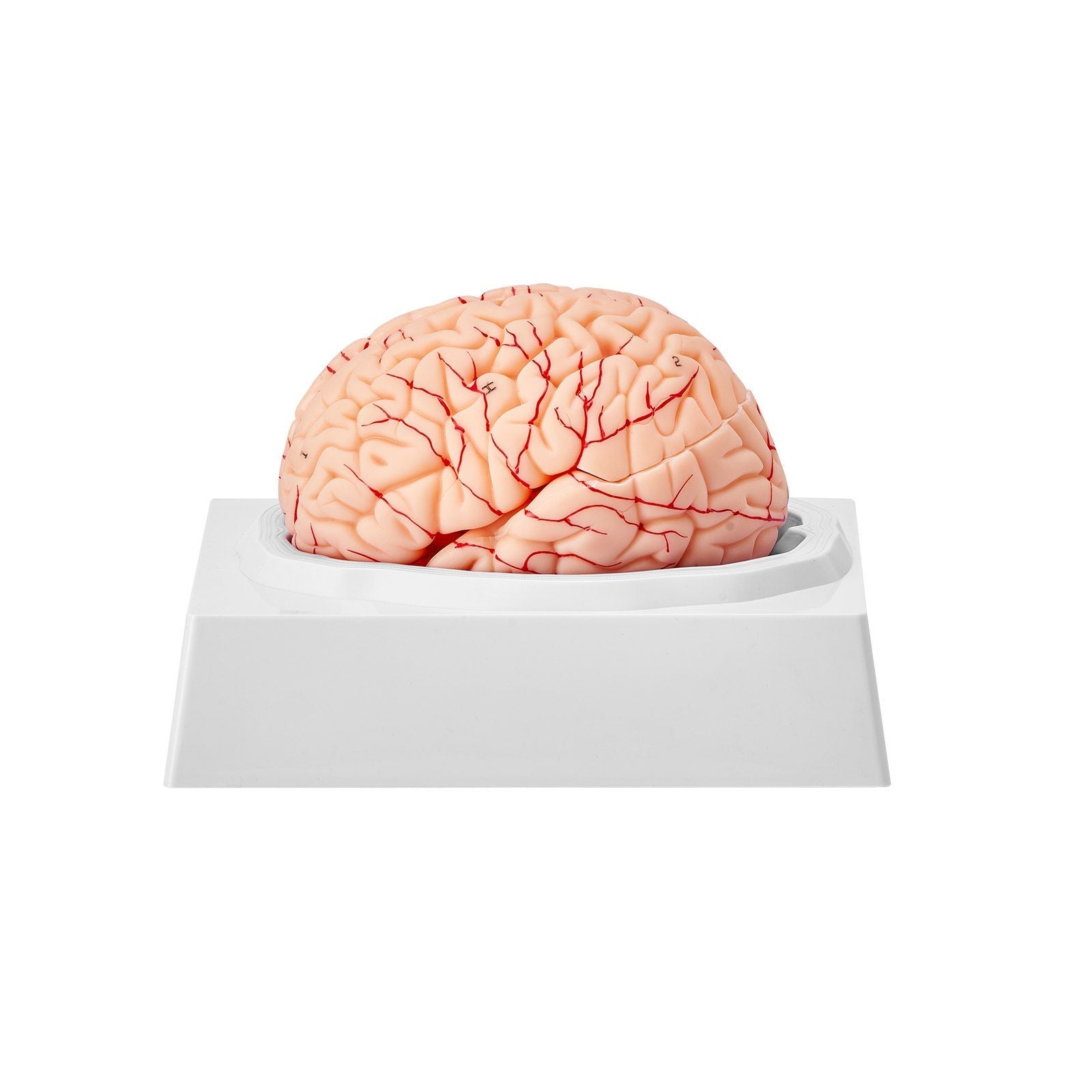 Human Brain Model Anatomy, 1:1 Life-Size 9-Part Human Brain Anatomical Model with Labels & Display Base, Detachable Brain Model for Science Research Teaching Learning Classroom Study Display